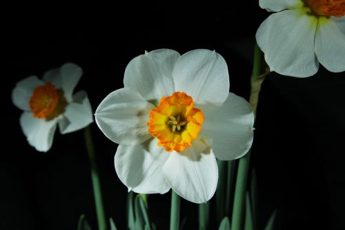Balta,  Daffodil,  Gėlė,  Augalas,  Juoda,  Makro,  Baltas Narcizas