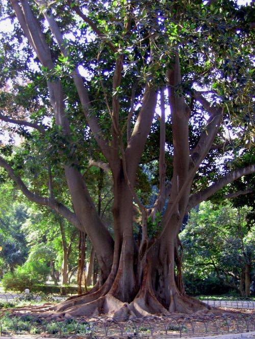 Medis,  Parkas,  Ispanija,  Gamta,  Flora,  Medis