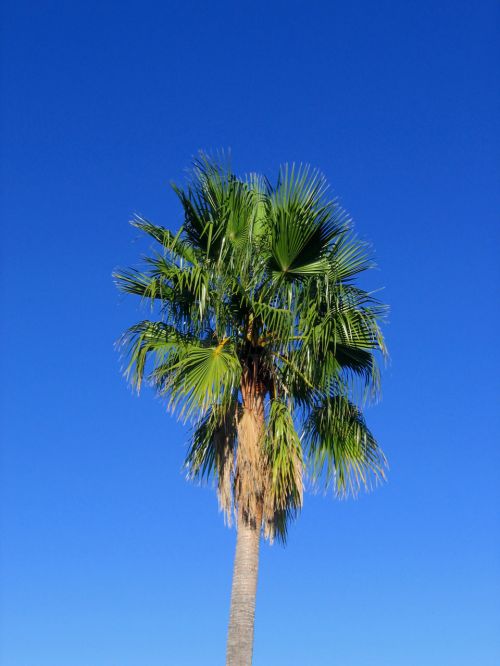 Palmių & Nbsp,  Medis,  Ispanija,  Medis,  Gamta,  Palmė