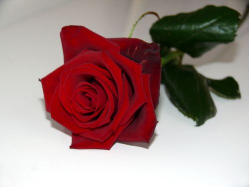 Rožė,  Gėlė,  Valentino Diena,  Gražus,  Nuotrauka,  Romantiškas,  Rožė