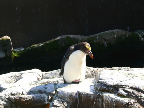 Pingvinas,  Zoologijos Sodas,  Gyvūnas,  Pingvinas