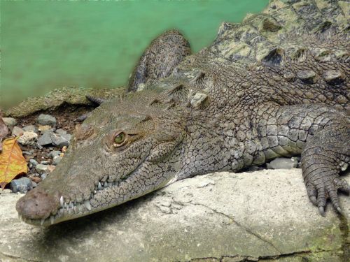 Krokodilas,  Gyvūnas,  Egzotiškas,  Šalis,  Dominikonas & Nbsp,  Respublika,  Krokodilas