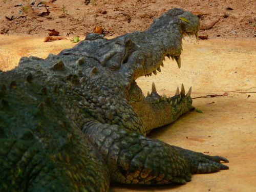 Krokodilas,  Gyvūnas,  Egzotiškas,  Šalis,  Dominikonas & Nbsp,  Respublika,  Zoologijos Sodas,  Krokodilas