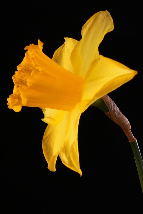 Daffodil,  Gėlė,  Flora,  Gamta,  Pavasaris,  Geltona,  Augti,  Auga,  Mielas,  Sodas,  Dafodilo Gėlė