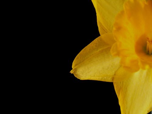Daffodil,  Gėlė,  Flora,  Gamta,  Pavasaris,  Geltona,  Augti,  Auga,  Mielas,  Sodas,  Geltonas Narcizas