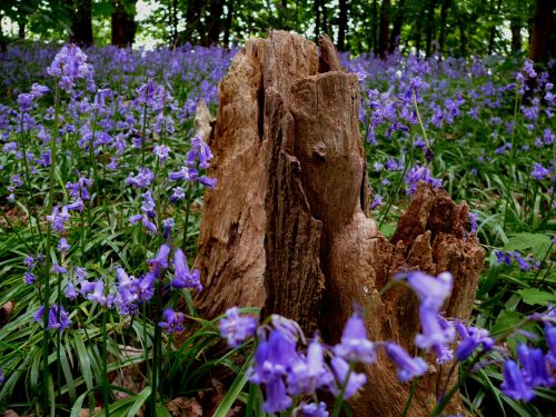 Gėlė,  Mėlynas,  Mėlynos Spalvos Žiedas,  Flora,  Fauna,  Gamta,  Pavasaris,  Laukas,  Sodas,  Augti,  Miškas,  Miškas,  Auga,  Sodininkystė,  Augalai,  Floristas,  Mielas,  Gražus,  Mėlynos Spalvos Žiedai