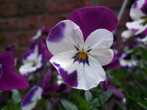 400-500, Violetinė, Violaceae, Gėlė