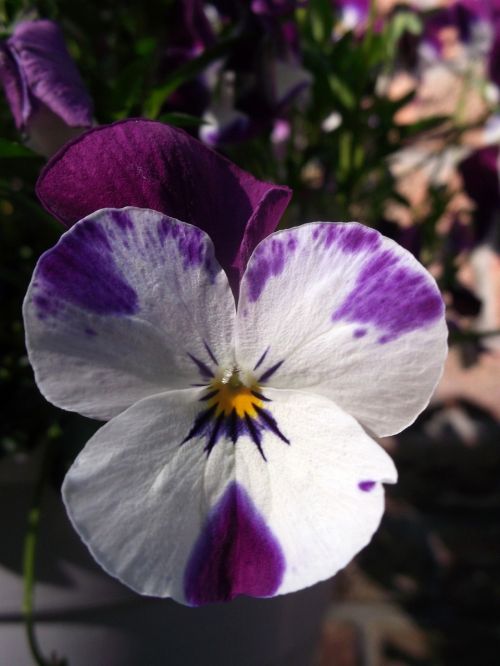 400-500, Violetinė Balta, Violaceae, Gėlė