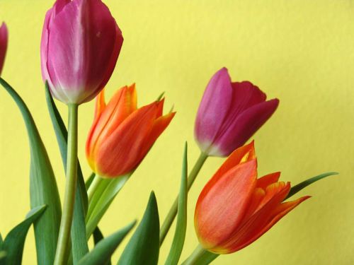 Tulpės,  Gėlės,  Spalva,  Tulpės