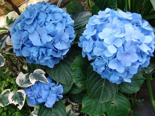 Gėlė,  Mėlynas,  Sodas,  Hortenzija