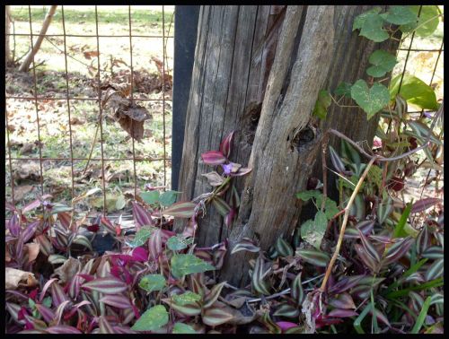 Spiderwart,  Tradescantia & Nbsp,  Zebrina,  Klajojo & Nbsp,  Jew,  Gėlė,  Klajojo Žydo Gėlė