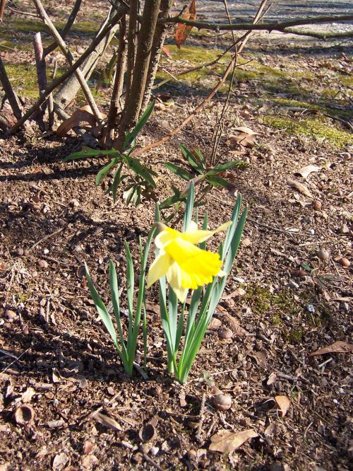 Gėlė,  Daffodil,  Vieniša Gėlė