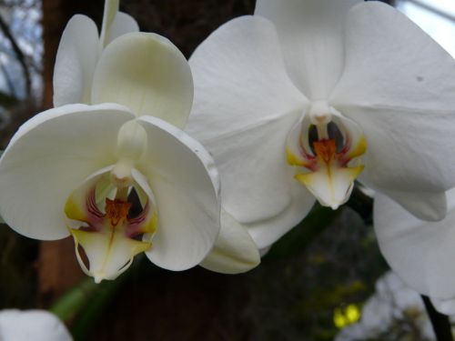 Gėlės,  Orchidėjos,  Gamta,  Orchidėja,  Gėlė,  Balta,  Orchidėja