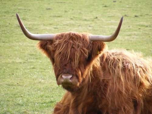 Škotija,  Karvė,  Highlands,  Žolė,  Highland Karvė