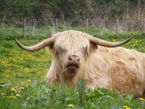 Škotija,  Karvė,  Kraštovaizdis,  Highland,  Highland Karvė