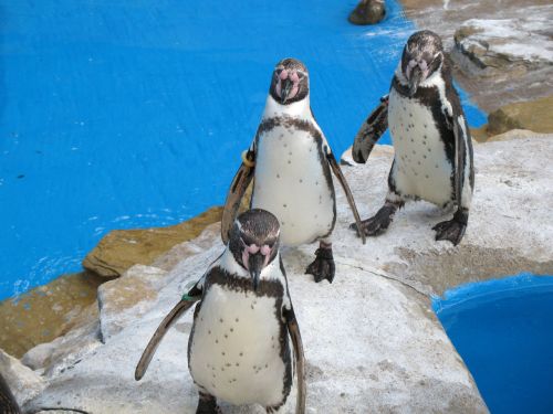 Vanduo,  Pingvinas,  Pingvinas,  Trys,  Grupė,  Paukštis,  Gyvūnas,  Gyvūnai,  Trys Pingvinai