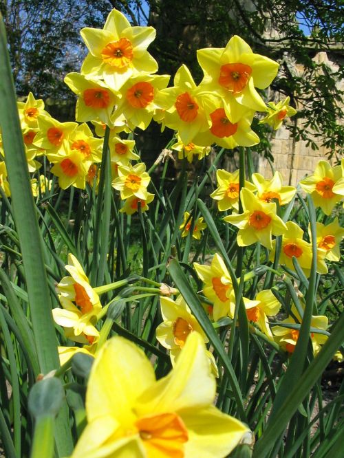 Daffodil,  Narcizai,  Žydėti,  Žiedas,  Pavasaris,  Geltona,  Žalias,  Šviežias,  Gėlė,  Gėlės,  Narcizai