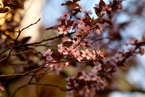 Žydinti Medis,  Rausvos Gėlės,  Žydėjimo,  Pavasaris