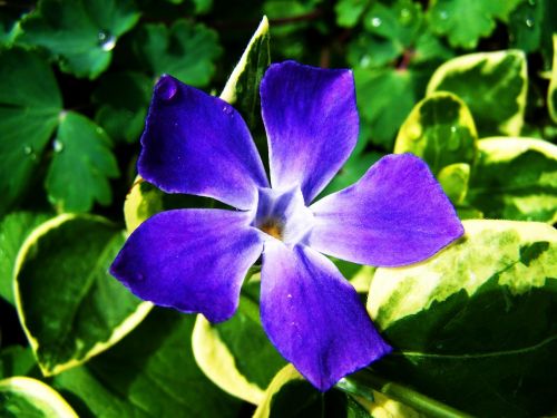 Mėlyna Violetinė Gėlė, Pavasario Gėlė, Sodas