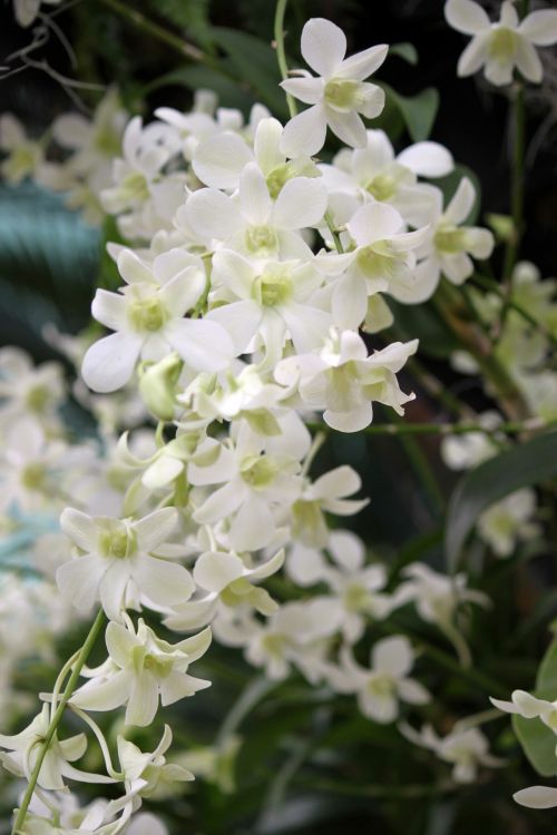 Riekė,  Balta,  Orchidėja,  Gėlė,  Žiedas,  Balta Orchidėjų Gėlė