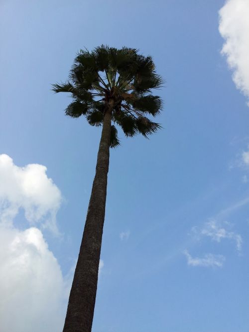 Kokoso,  Medis,  Dangus,  Kokoso Medis Ir Dangus