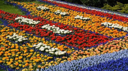 Spalvinga Gėlių Lova, Keukenhofe, Holland