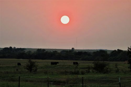 Gamta,  Didelis,  Oranžinė,  Saulė,  Saulėlydis,  Daugiau,  Karvės,  Ganykla,  Šalis,  Laukas,  Oklahoma,  Dangus,  Šalies Saulėlydis