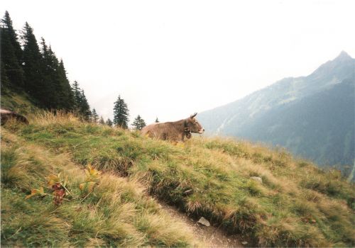 Gamta,  Kalnai,  Gyvūnas,  Austria,  Karvė