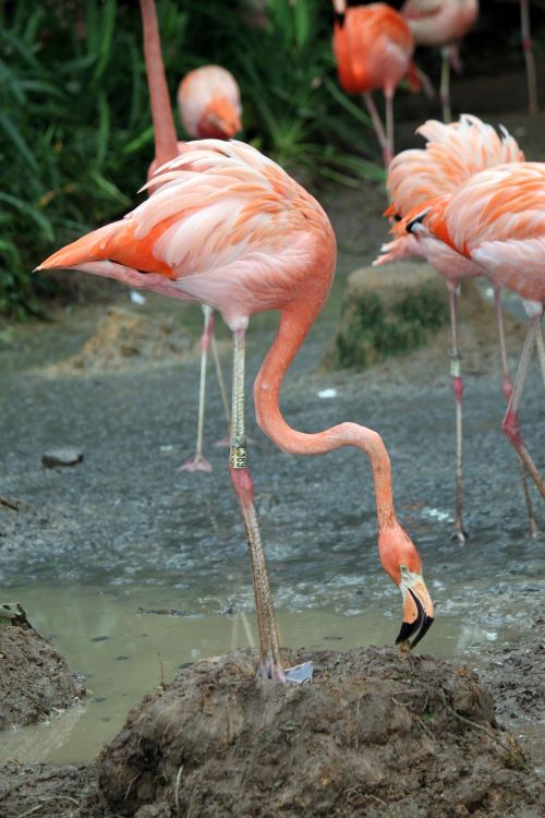 Flamingo,  Žiūri,  Maistas,  Flamingas Ieško Maisto