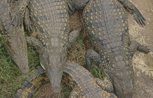 Krokodilai,  Ropliai,  Pilka,  Žolė,  Grupė,  Nilo Krokodilų Grupė