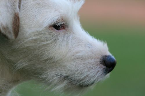 Šuo,  Balta,  Terjeras,  Ieško & Nbsp,  Į Šoną,  Eying,  Atsargus,  Jack Russell Terrier Pusės Vaizdas