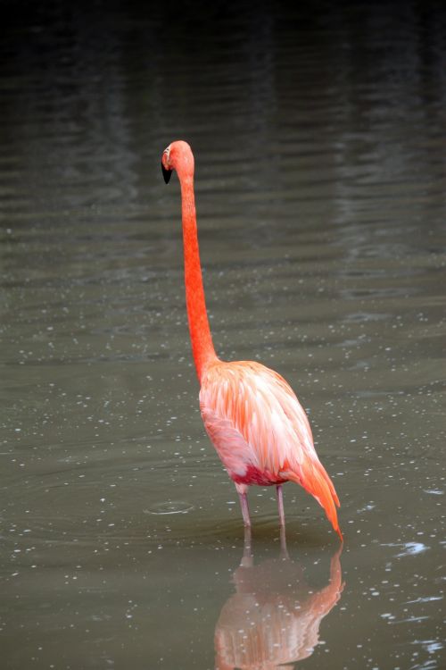 Vienas,  Flamingo,  Singapūras,  Jurong,  Paukštis,  Parkas,  Vienas Flamingas Paukščio Parke