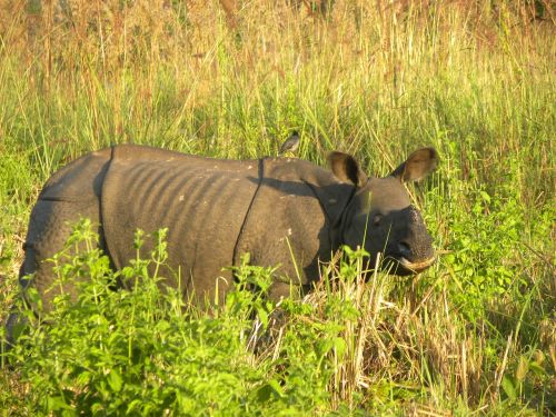 Nepilnametis Suaugęs Vyras, Indian Rhino, Manas Nacionalinis Parkas, Asamas, Indija