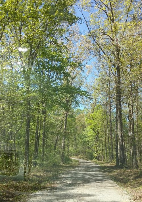 Miškai,  Purvo & Nbsp,  Juosta,  Virginia,  Vaikščioti Miške