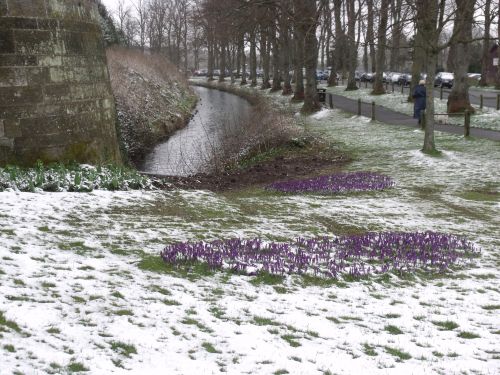 Gėlės,  Kraštovaizdis,  Žiemos Srovė