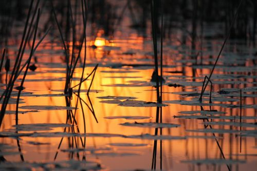 Abendstimmung, Vanduo, Botsvana, Gamta, Okavango Delta, Šviesa, Saulė, Nuotykių Pasauliai
