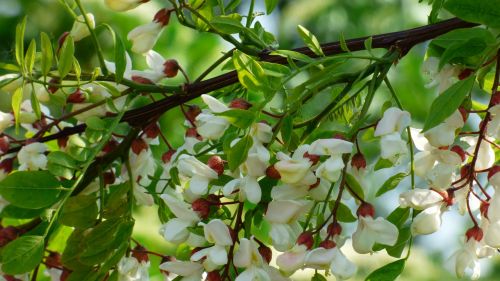Acacia, Medis, Balta, Gėlės
