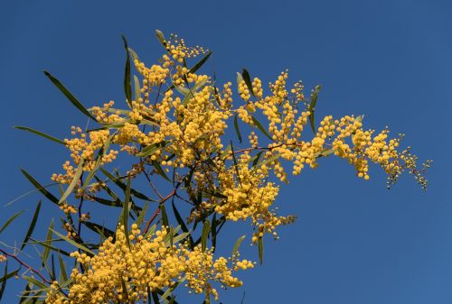 Acacia, Wattle, Gėlės, Geltona, Purus, Australijos Gimtoji, Daug, Mėlynas Dangus