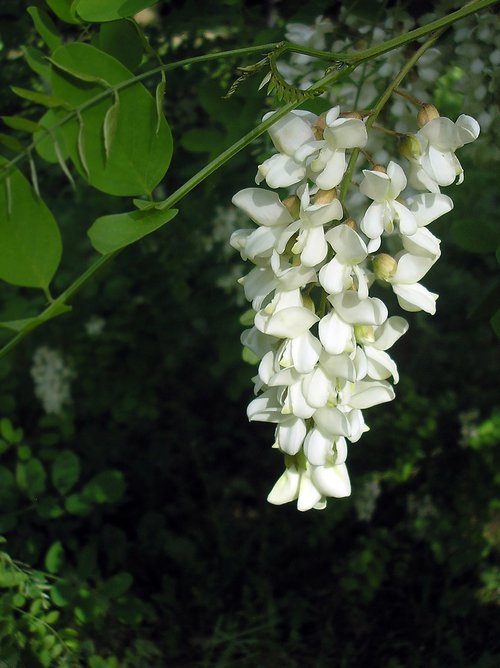 Acacia,  Balta Gėlė,  Pobūdį,  Gėlė,  Pavasaris,  Medis