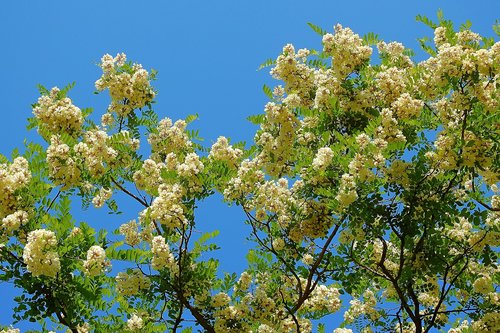 Acacia,  Žydi Medis,  Pobūdį,  Pavasaris,  Miškas