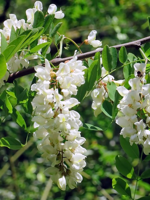 Acacia,  Gėlė,  Balta Gėlė,  Valgomieji,  Fabacées,  Klasteris,  Lapai,  Filialas,  Gamta