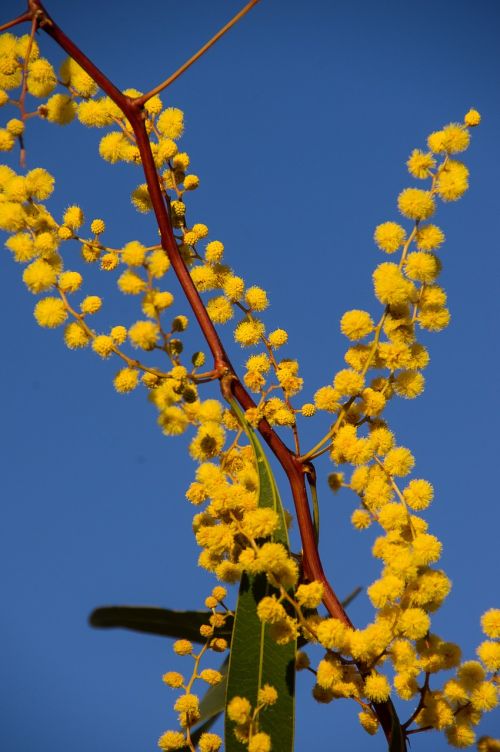 Acacia, Wattle, Gėlės, Geltona, Australijos Gimtoji, Daug, Mėlynas Dangus