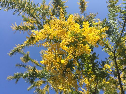 Acacia, Mimosa Akacija, Pavasario Gėlės, Geltonos Gėlės