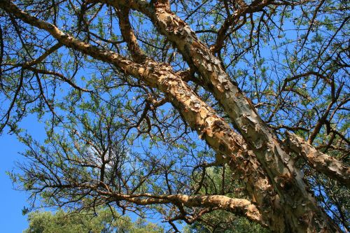 Medis,  Erškėtis,  Popierius,  Acacia Sieberiana Thorn Tree