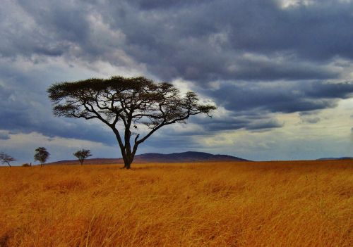 Akacijos Medis, Tanzanija, Safari, Serengeti, Afrika, Laukinė Gamta, Lauke, Gamta
