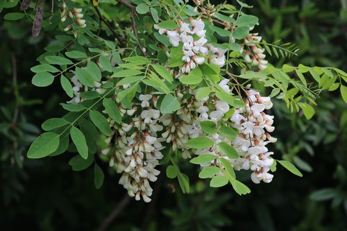 Acacias,  Medis,  Baltos Gėlės,  Mimosoïdée