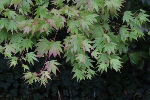 Acer, Lapai, Medis, Žalias, Palmatum, Lapija