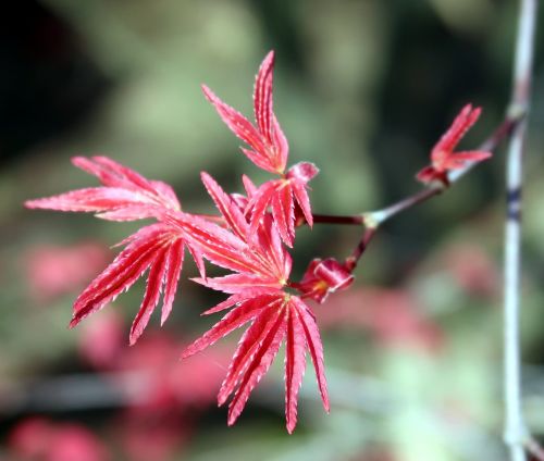 Acer Corallinum, Medis, Lapai, Pavasaris, Raudona, Žalias