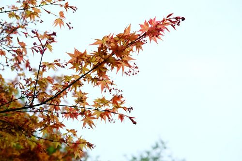 Acer Palmatum, Klevas, Raudoni Lapai, Augalas
