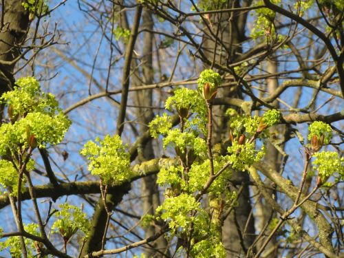 Acer Platanoids, Norvegijos Klevas, Medis, Žiedynas, Flora, Žiedas, Augalas, Botanika, Rūšis